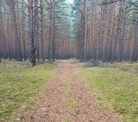 Прирезка лесных участков Кадастровые услуги в Дмитрове и Дмитровском районе